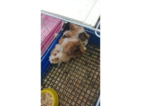 Yavru ve yetişkin guinea pig