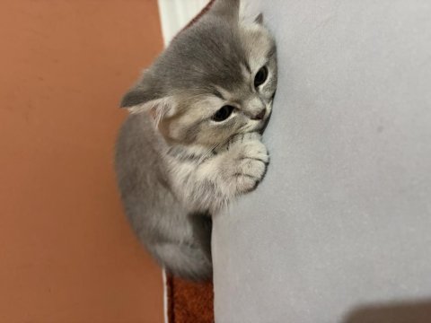 Ücretsiz sahiplendirme british shorthair