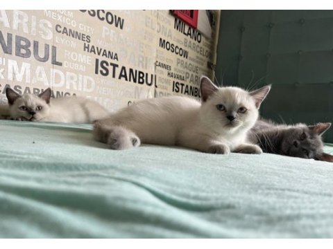 Kusursuz karakterli ayı surat kalite british shorthair