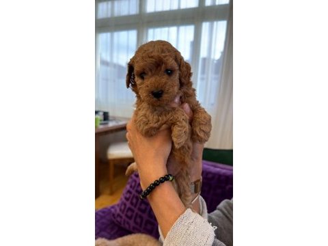 Mini poodle izmir