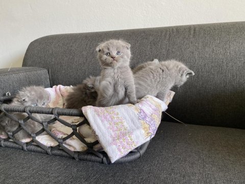 Gri scottish fold cinsi yavrular