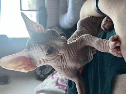 0 tüy sfenks 2 aylık oğlumu sahiplendiriyorum