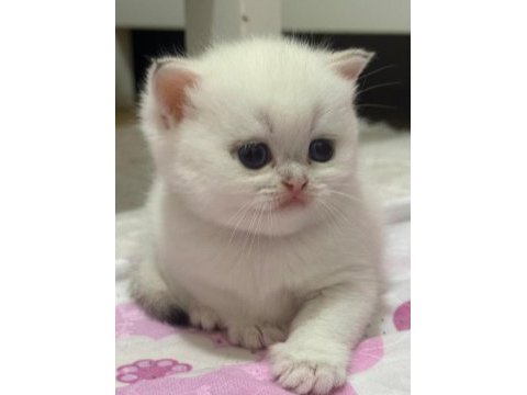 British shorthair golden point yavru