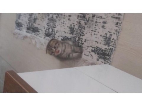 Scottish fold dişi