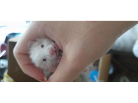 Saf teddy yavru hamster (açıklama)