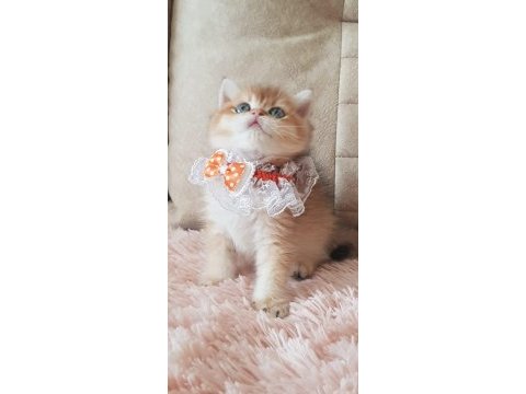 En güzel ny12 longhair british yavrularımız