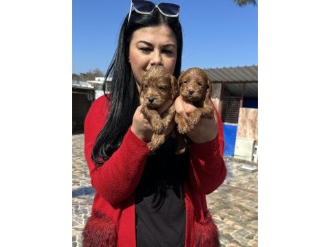 Sağlık ve ırk garantili maltipoo yavrularım