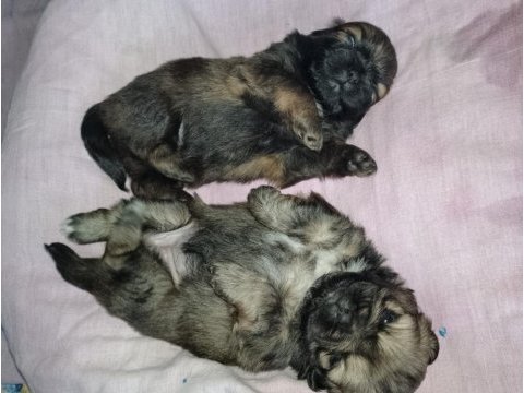 Sütten yeni kesilmiş yavru çin pekinezi dişi
