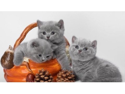 British shorthair kedileri