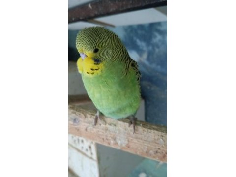 Sağlıklı yavru jumbo muhabbet kuşu yavrular erkek