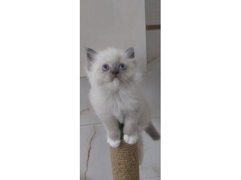 Safkan ragdoll yavrumuz yeni yuvasını arıyor