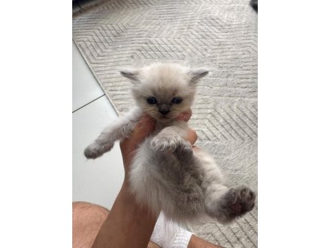 Yeni yuvasını sabırsızlık ile bekliyor kedilerimiz