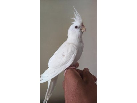 Erkek yavru sultan papağanlar