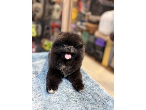 Siyah inci pomeranian