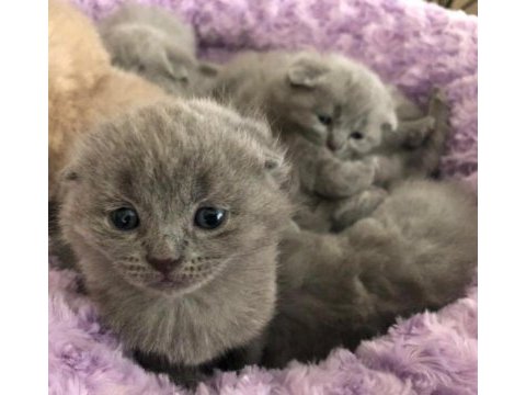 Orijinal ırk scottish fold