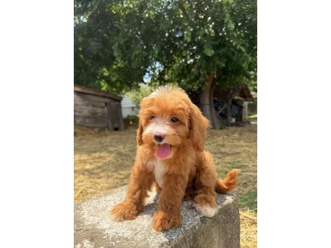 Maltipoo erkek red