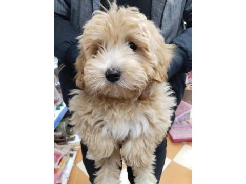 Erkek maltipoo yavru
