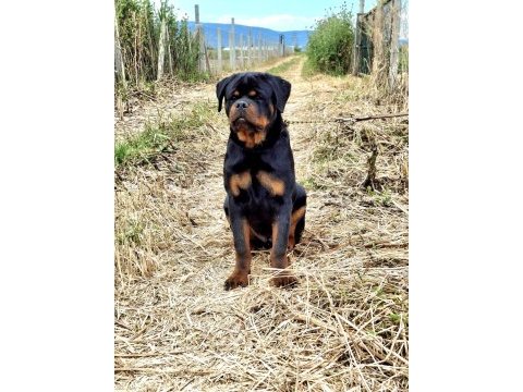 A şecereli üst düzey kaliteli genç rottweiler