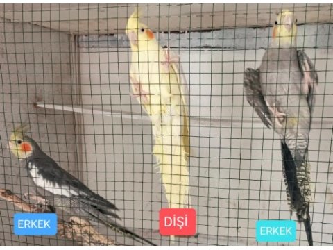 Sahibinden sağlıklı sultan papağanları