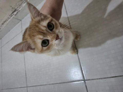 British shorthair kedimiz