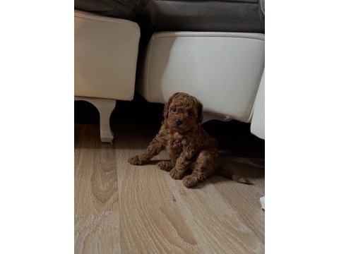 Toy poodle yavru dişi istanbul