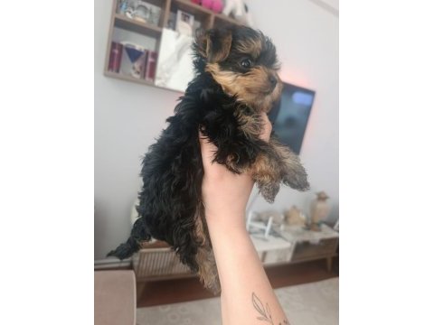 Yorkshire terrier yavruları