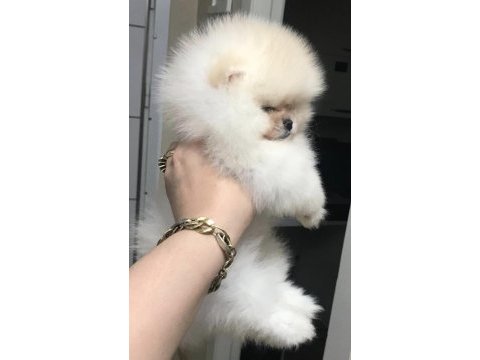 Üst kalite pomeranian boo