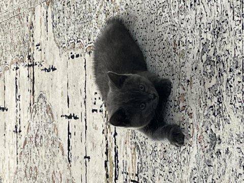 Yavru british shorthair sahiplendirme