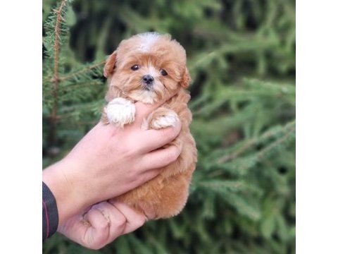 Dünya tatlısı maltipoo yavruları