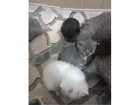 Scottish fold ailelerinizin neşeleri renkli gözler