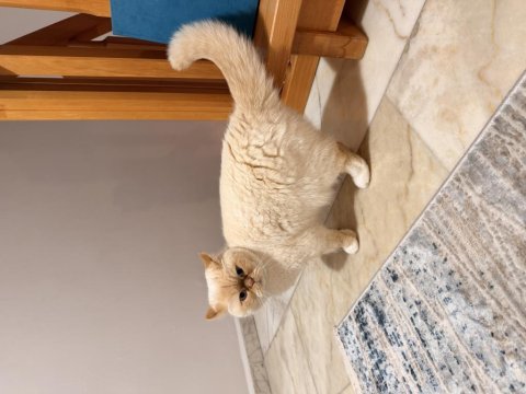 British shorthair 4 yaşında