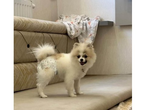Pomeranian boo dişi köpeğimiz