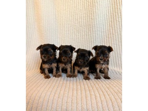 Teacup yorkshire terrier ev doğumlu yavrular