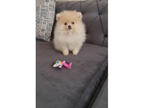 Pomeranian boo köpeği