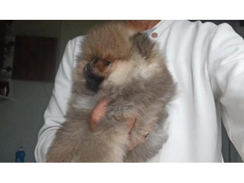 Orijinal pomeranian boo