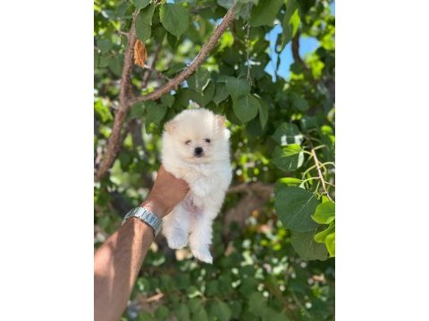 Pomeranian boo yavrularımız