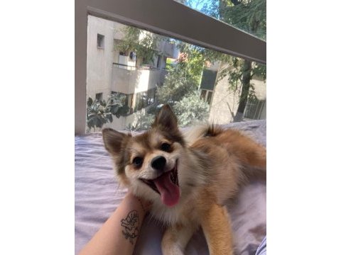Pomeranian dişi kızımız