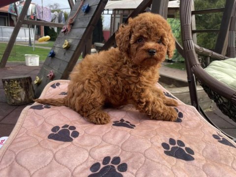 Irk garantili toy poodle yavruları