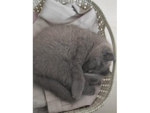 Ücretsiz sahiplendirme british shorthair
