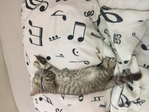 Kedimize acil yuva aranıyor ücret talep etmiyorum