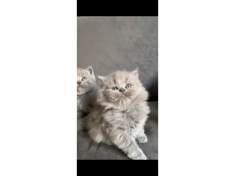 Scottish shorthair yavru antalya