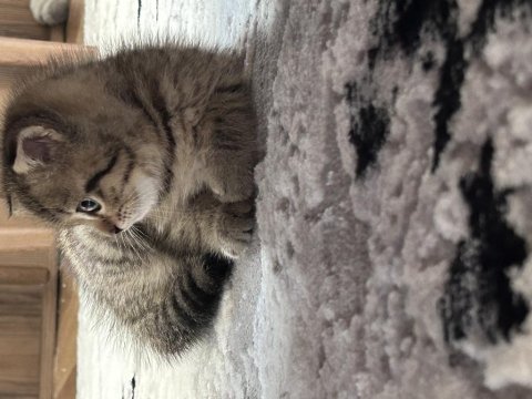 Scottish fold dişi yavrum sahiplendirilecektir