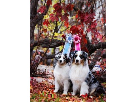 Safkan avusturya çoban köpeği yavruları
