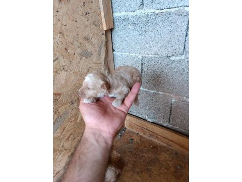 Kıvırcık tüylü toy poodle ve maltipoo yavrular