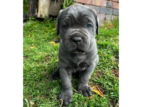 Ev ve bahçeniz için cane corso kapıda ödeme mevcuttur