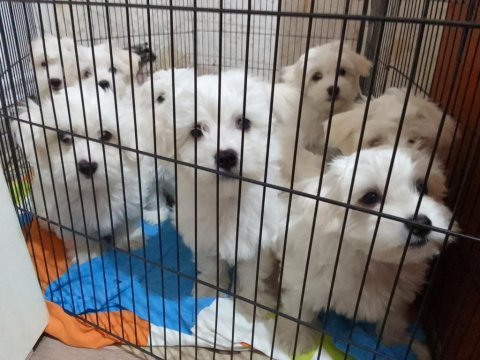 Bembeyaz 3 ay anne sütü almış maltese terrier bebekler