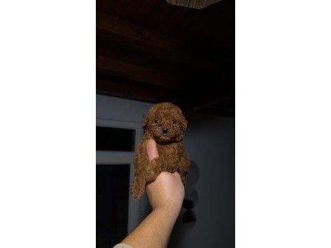 Kore toy poodle yavruları yeni yuvasına hazır