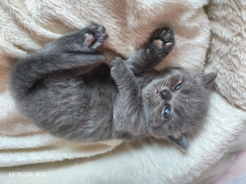 Scottish fold kediler