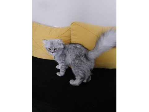 4 aylık scottish straight longhair