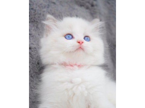 İpeksi tüylü silver british longhair 